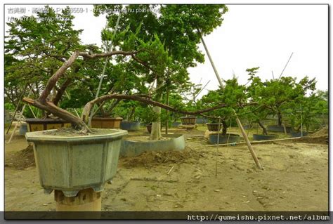 大型庭園樹|大型庭園樹專區 (Garden Tree)以老樹傳承的概念，打。